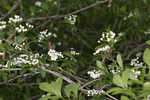 Hillside hawthorn